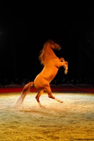 /album/animaux/artiste-23-jpg/